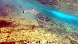 Blacktips @ Perhentian Island, Malaysia by Daniel Douglas 